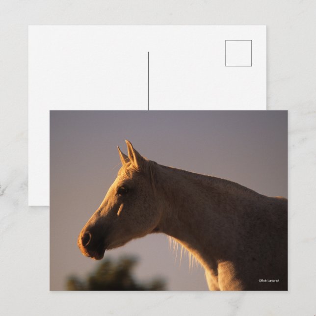 Bob Langrish | Grått Arabisk bakgrundsbelyst hörse Vykort (Fram/baksida)