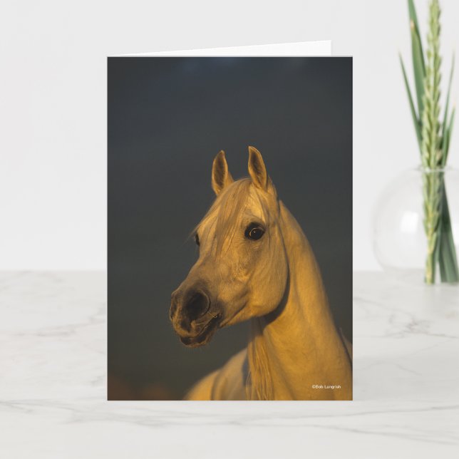 Bob Langrish | Grått arabiska hörlurar i solnedgån Kort (Framsida)