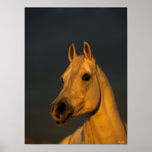 Bob Langrish Grått arabiska hörlurar i solnedgån Poster