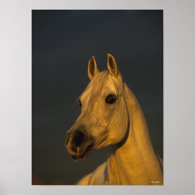 Bob Langrish | Grått arabiska hörlurar i solnedgån Poster (Framsidan)