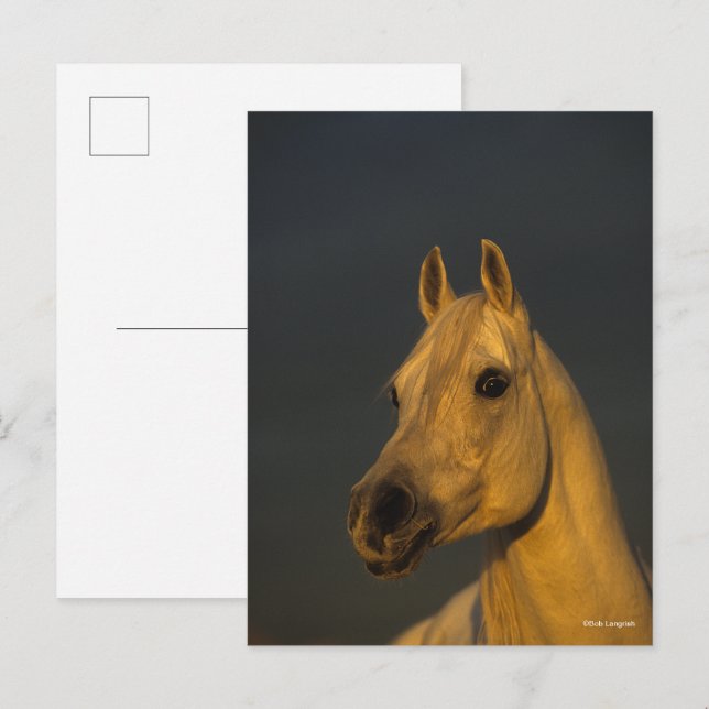 Bob Langrish | Grått arabiska hörlurar i solnedgån Vykort (Fram/baksida)