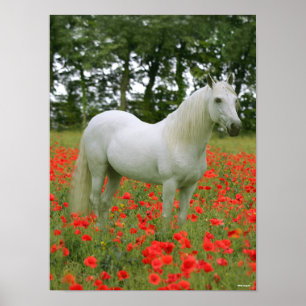 Bob Langrish Grått Arabländare i Röda blommor Poster