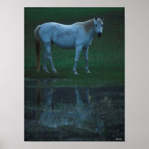 Bob Langrish Grått Araperiterar genom damreflektio Poster