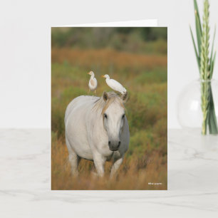 Bob Langrish Grått Camargue Horse med två fåglar Kort