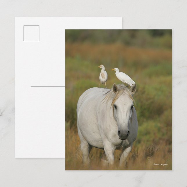 Bob Langrish | Grått Camargue Horse med två fåglar Vykort (Fram/baksida)