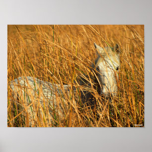 Bob Langrish   Grått Camargue Pony Ljuger i Reeds Poster