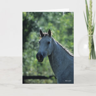 Bob Langrish Grått Dutch Warmbloshot Headshot bakg Kort