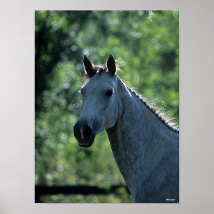 Bob Langrish Grått Dutch Warmbloshot Headshot bakg Poster