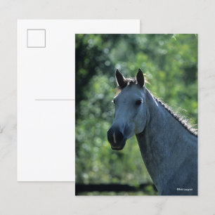 Bob Langrish Grått Dutch Warmbloshot Headshot bakg Vykort