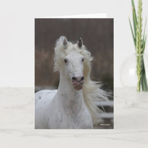 Bob Langrish Grått Friesian Appaloosa-huvudskott Kort