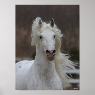 Bob Langrish Grått Friesian Appaloosa-huvudskott Poster