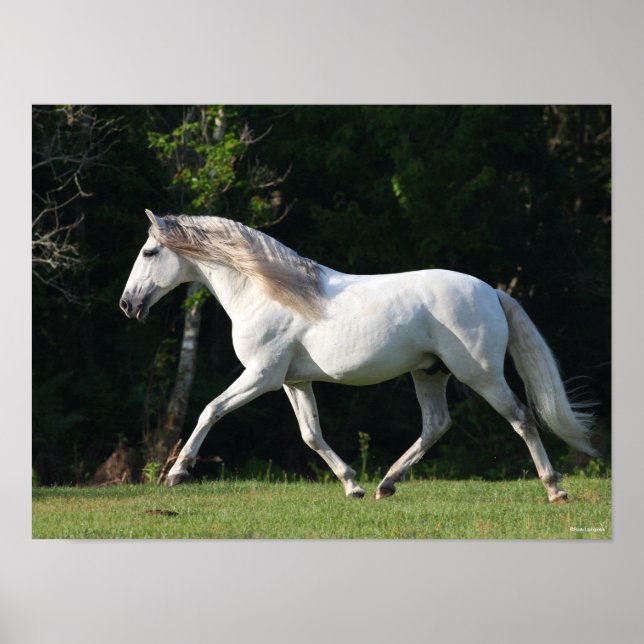 Bob Langrish | Grått Lusitano Stallion Poster (Framsidan)