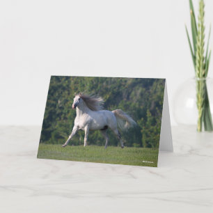 Bob Langrish   Grått Lusitano Stallion Running Kort