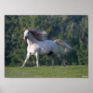 Bob Langrish   Grått Lusitano Stallion Running Poster