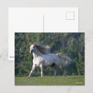 Bob Langrish Grått Lusitano Stallion Running Vykort