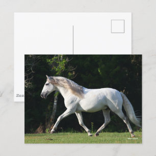 Bob Langrish   Grått Lusitano Stallion Vykort