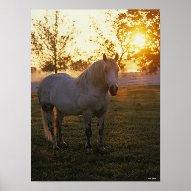 Bob Langrish | Grått Percheron stand-in Sunset Poster (Framsidan)