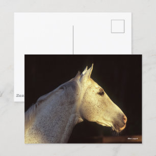 Bob Langrish   Grått Thoroughborn Stallion Headsho Vykort