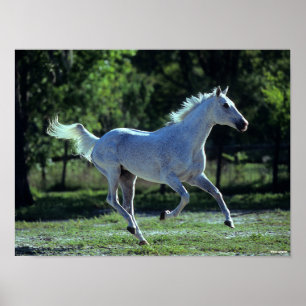 Bob Langrish Grått Thoroughborn Stallion Running Poster