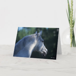 Bob Langrish Grått Trakehner Stallion Headshot Kort