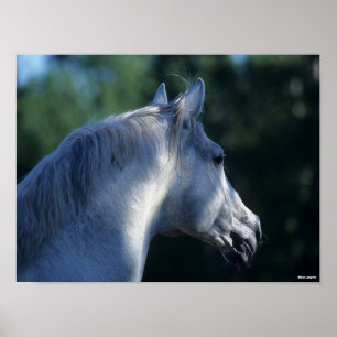 Bob Langrish   Grått Trakehner Stallion Headshot Poster