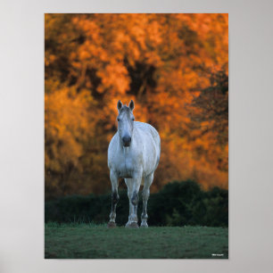 Bob Langrish   Grått Warmblods stående höst Poster