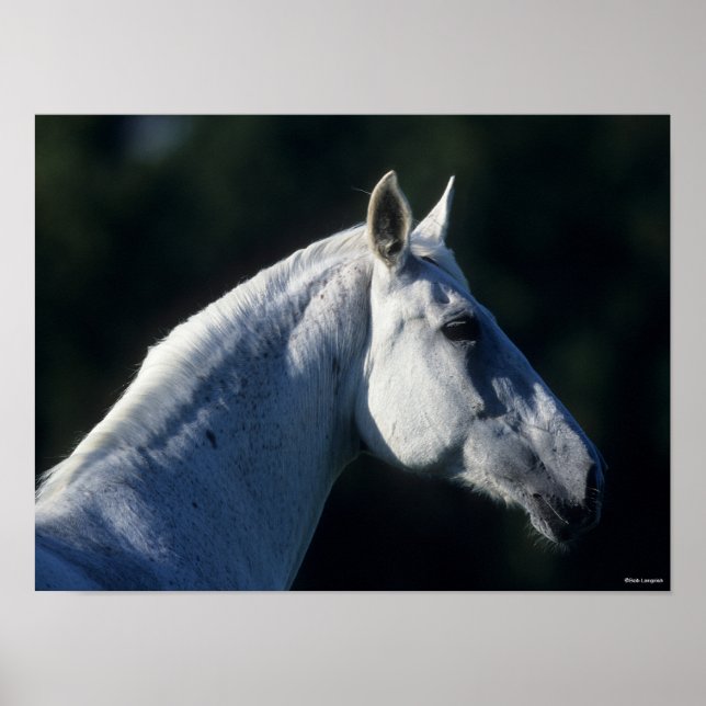 Bob Langrish | Grått Warmblods ständiga hörsel Poster (Framsidan)