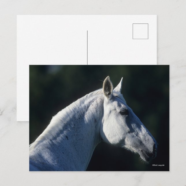 Bob Langrish | Grått Warmblods ständiga hörsel Vykort (Fram/baksida)