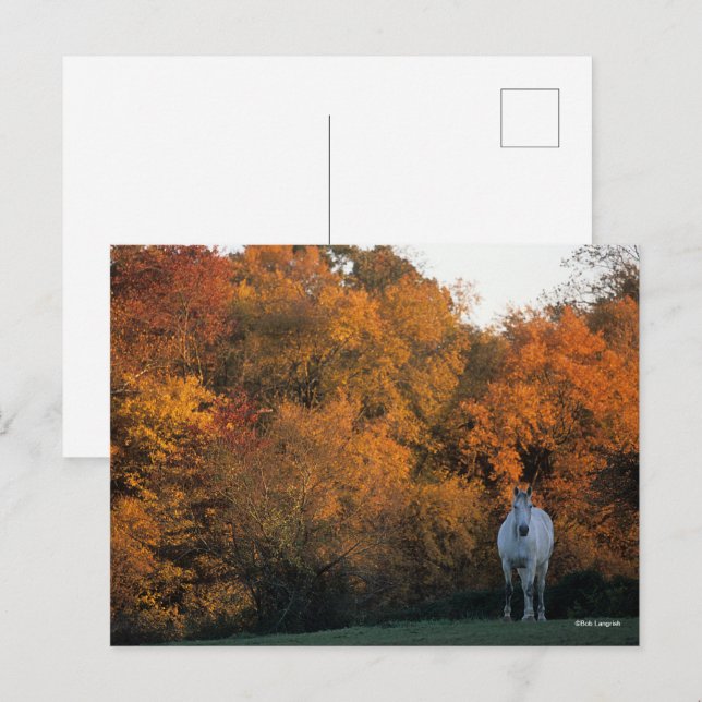 Bob Langrish Grått Warmblose Horse Stalhöst Vykort (Fram/baksida)
