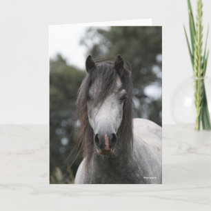 Bob Langrish Grått Welsh Pony Headshot Kort