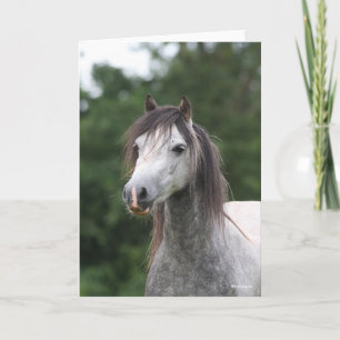 Bob Langrish Grått Welsh Pony Headshot Kort