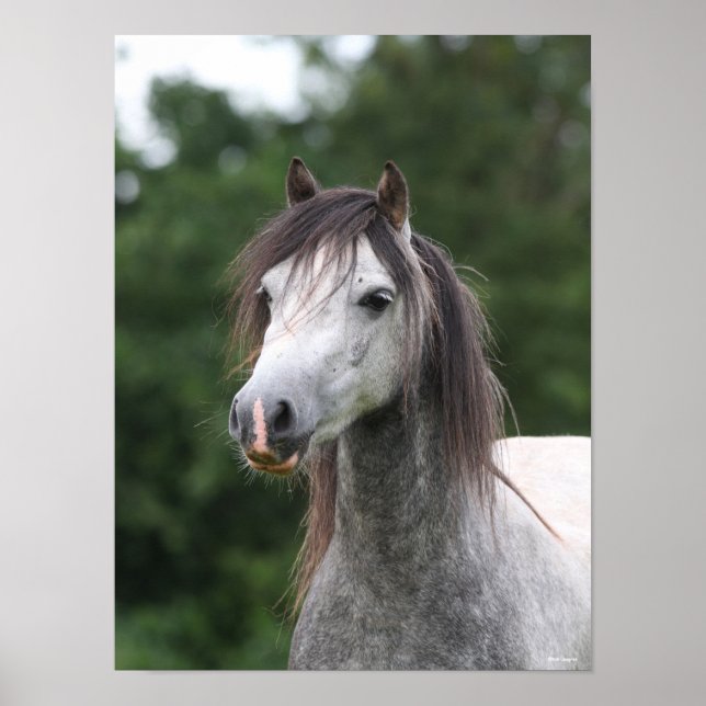 Bob Langrish | Grått Welsh Pony Headshot Poster (Framsidan)
