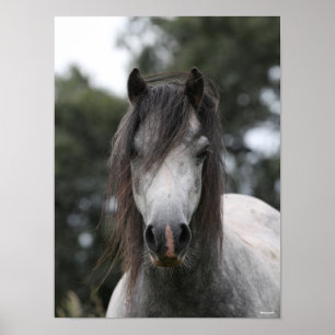 Bob Langrish Grått Welsh Pony Headshot Poster