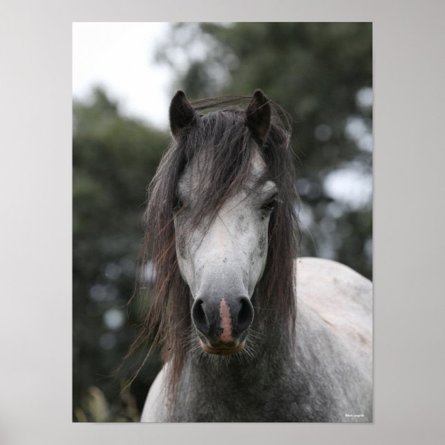 Bob Langrish | Grått Welsh Pony Headshot Poster (Framsidan)