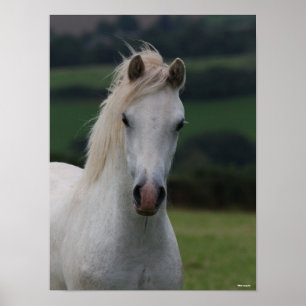 Bob Langrish Grått Welsh Pony Headshot Poster