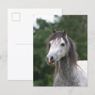 Bob Langrish Grått Welsh Pony Headshot Vykort