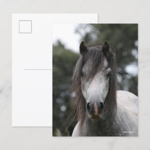 Bob Langrish Grått Welsh Pony Headshot Vykort