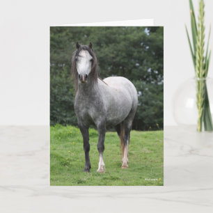 Bob Langrish Grått Welsh Pony Kort