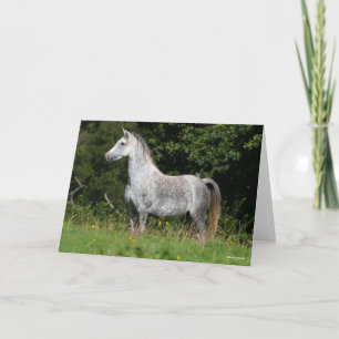 Bob Langrish Grått Welsh Pony Kort