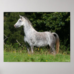 Bob Langrish   Grått Welsh Pony Poster
