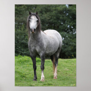 Bob Langrish Grått Welsh Pony Poster