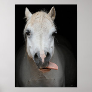 Bob Langrish Grått Welsh Pony Tunga Out Headshot Poster