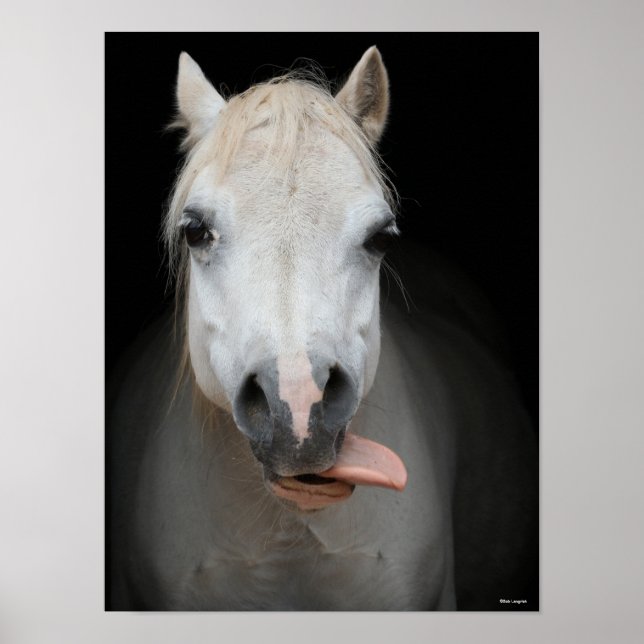 Bob Langrish | Grått Welsh Pony Tunga Out Headshot Poster (Framsidan)
