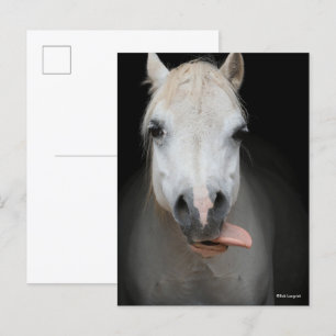 Bob Langrish Grått Welsh Pony Tunga Out Headshot Vykort