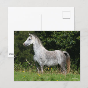 Bob Langrish Grått Welsh Pony Vykort