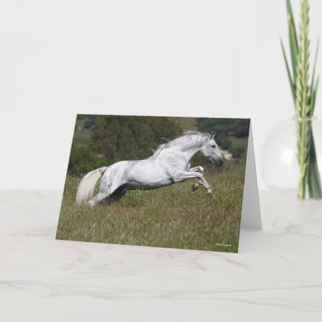 Bob Langrish Grey Andalucian Leaping Through Grass Kort (Framsida)