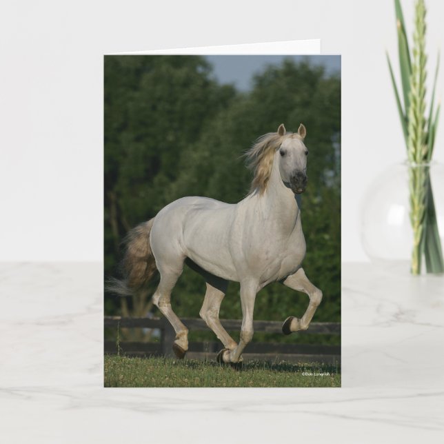 Bob Langrish | Grey Andalucian Running Kort (Framsida)