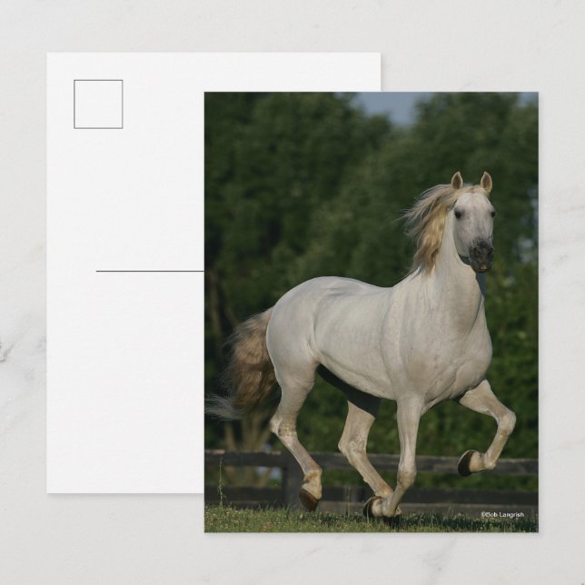 Bob Langrish | Grey Andalucian Running Vykort (Fram/baksida)