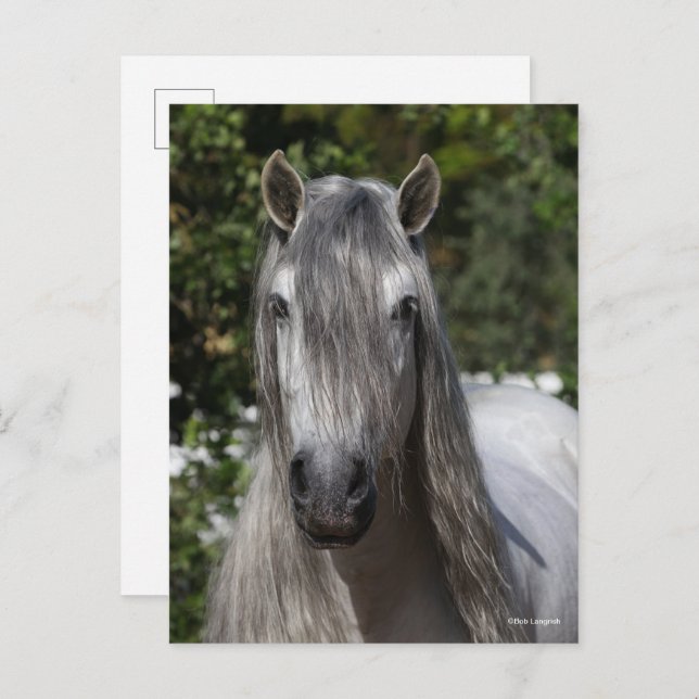 Bob Langrish | Grey Andalucian Stallion headshot Vykort (Fram/baksida)
