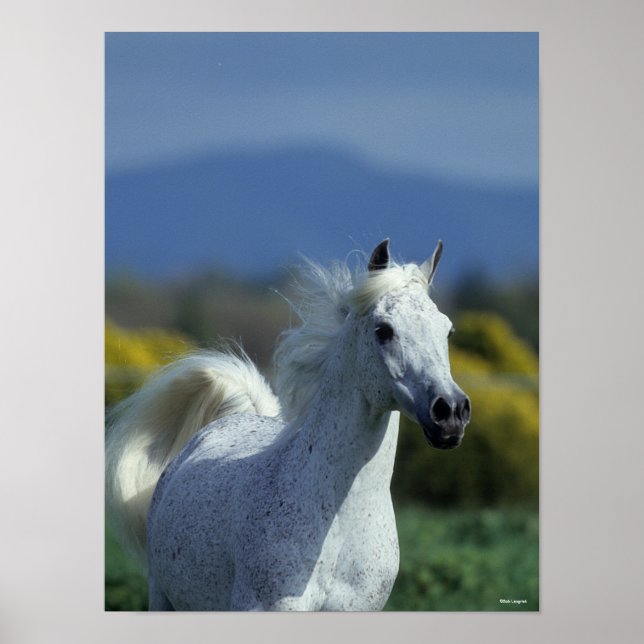 Bob Langrish | Grey Arab Headshot Poster (Framsidan)